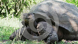 Galapagos giant tortoise, Chelonoidis niger, santa cruz