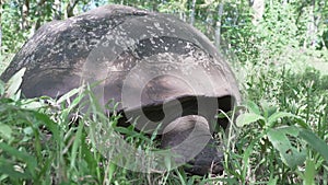 Galapagos giant tortoise, Chelonoidis niger, santa cruz