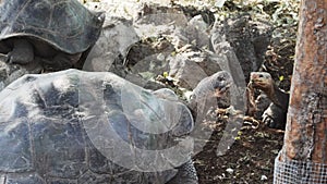 Galapagos giant tortoise, Chelonoidis niger, santa cruz