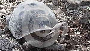 Galapagos giant tortoise, Chelonoidis niger, santa cruz