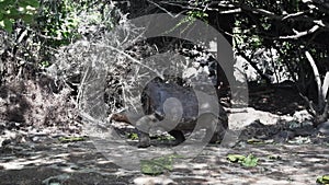 Galapagos giant tortoise, Chelonoidis niger, santa cruz