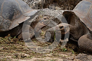 Galapagos giant tortoise (Chelonoidis nigra)