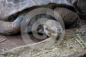 Galapagos Giant Tortoise (Chelonoidis nigra)