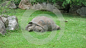 Galapagos giant tortoise, Chelonoidis nigra eating grass. It is the largest living species of tortoise. It has large brown bony