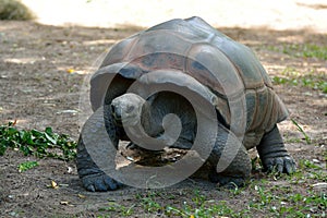 Galapagos giant tortoise Chelonoidis nigra photo