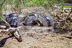 Galapagos Giant Tortoise Chelonoidis nigra in Galapagos Islands, Ecuador