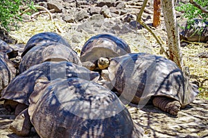 Galapagos Giant Tortoise Chelonoidis nigra in Galapagos Islands, Ecuador