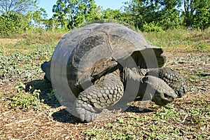 Galapagos Giant Tortoise, Chelonoidis nigra, Galapagos National Park