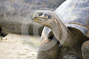Galapagos giant tortoise (Chelonoidis nigra) photo