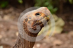 Galapagos giant tortoise (Chelonoidis nigra) photo