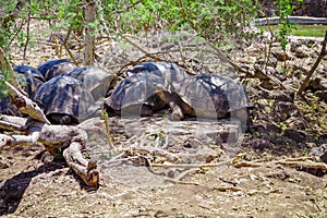 Galapagos Giant Tortoise Chelonoidis nigra in Galapagos Islands, Ecuador photo