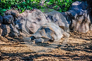 Galapagos giant tortoise, Chelonoidis nigra in Loro Parque, Tene photo