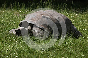 Galapagos giant tortoise (Chelonoidis nigra porteri).