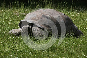Galapagos giant tortoise (Chelonoidis nigra porteri).