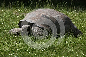 Galapagos giant tortoise (Chelonoidis nigra porteri). photo