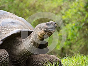 Galapagos Giant Tortoise (Chelonoidis nigra), Santa Cruz photo