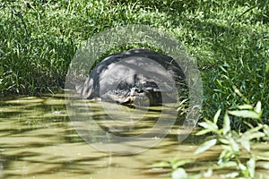 Galapagos giant tortoise, Chelonoidis nigra, walking on Santa Cruz island.