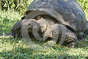 Galapagos giant tortoise, Chelonoidis nigra, walking on Santa Cruz island.