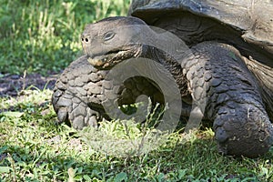 Galapagos giant tortoise, Chelonoidis nigra, walking on Santa Cruz island, Ecuador.