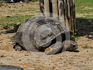 Galapagos Giant Tortoise , Close Up