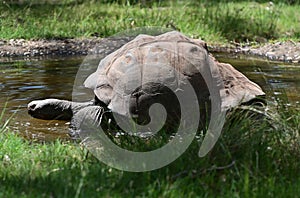 Galapagos giant tortoise cooling down in a water pool