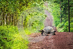 Galapagos giant tortoise crossing straight dirt road