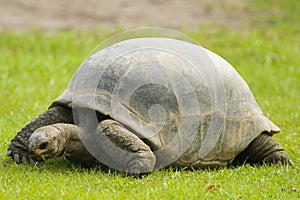 Galapagos Giant Tortoise eating grass