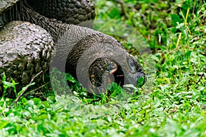 A Galapagos giant tortoise eating grass close up