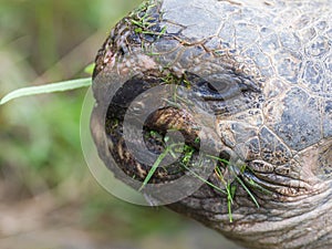 Galapagos giant tortoise eating