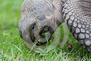 Galapagos giant tortoise eating