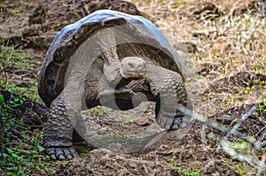 Galapagos Giant Tortoise. Galapaguera Interpretation Center, Isla San Cristobal, Galapagos Island