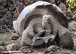 Galapagos Giant Tortoise. Galapaguera Interpretation Center, Isla San Cristobal, Galapagos Islands