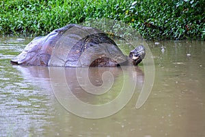 Galapagos giant tortoise in a pond on Santa Cruz Island in Galapagos National Park, Ecuador.