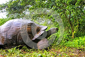 Galapagos giant tortoise on Santa Cruz Island in Galapagos National Park, Ecuador