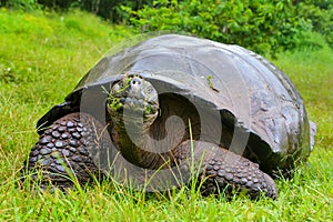Galapagos giant tortoise on Santa Cruz Island in Galapagos National Park, Ecuador