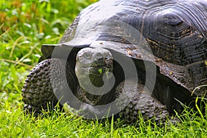 Galapagos giant tortoise on Santa Cruz Island in Galapagos National Park, Ecuador