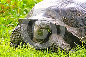 Galapagos giant tortoise on Santa Cruz Island in Galapagos National Park, Ecuador