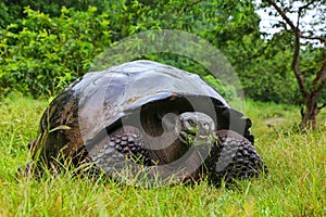 Galapagos giant tortoise on Santa Cruz Island in Galapagos National Park, Ecuador