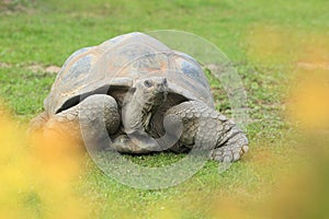 Galapagos giant tortoise