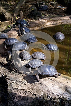 Galapagos Giant Tortoise Juveniles  833443