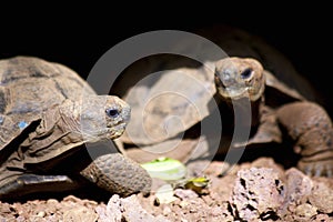 Galapagos Giant Tortoise Juveniles  833445