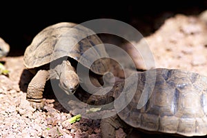 Galapagos Giant Tortoise Juveniles  833450