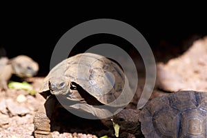 Galapagos Giant Tortoise Juveniles  833452