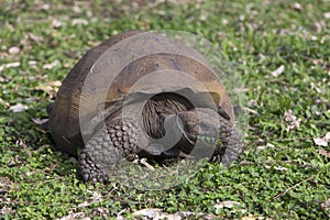 Galapagos giant tortoise with muddy domed shell seen crawling with mouth full of vegetation