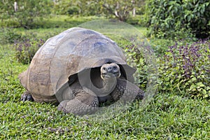 Galapagos giant tortoise with muddy domed shell seen staring while grazing in vegetation