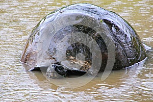 Galapagos giant tortoise in a pond on Santa Cruz Island in Galapagos National Park, Ecuador.