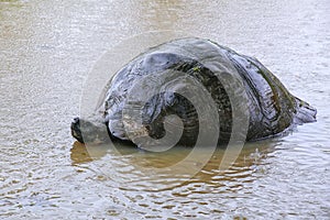 Galapagos giant tortoise in a pond on Santa Cruz Island in Galapagos National Park, Ecuador.