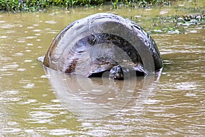 Galapagos giant tortoise in a pond on Santa Cruz Island in Galapagos National Park, Ecuador.