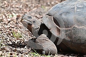 Galapagos giant tortoise portrait