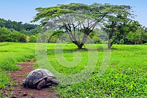 Galapagos giant tortoise on Santa Cruz Island in Galapagos National Park, Ecuador